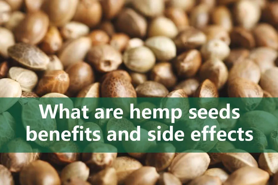 Quels sont les avantages et les effets secondaires des graines de chanvre? 6 hemp seeds benefits and side effects