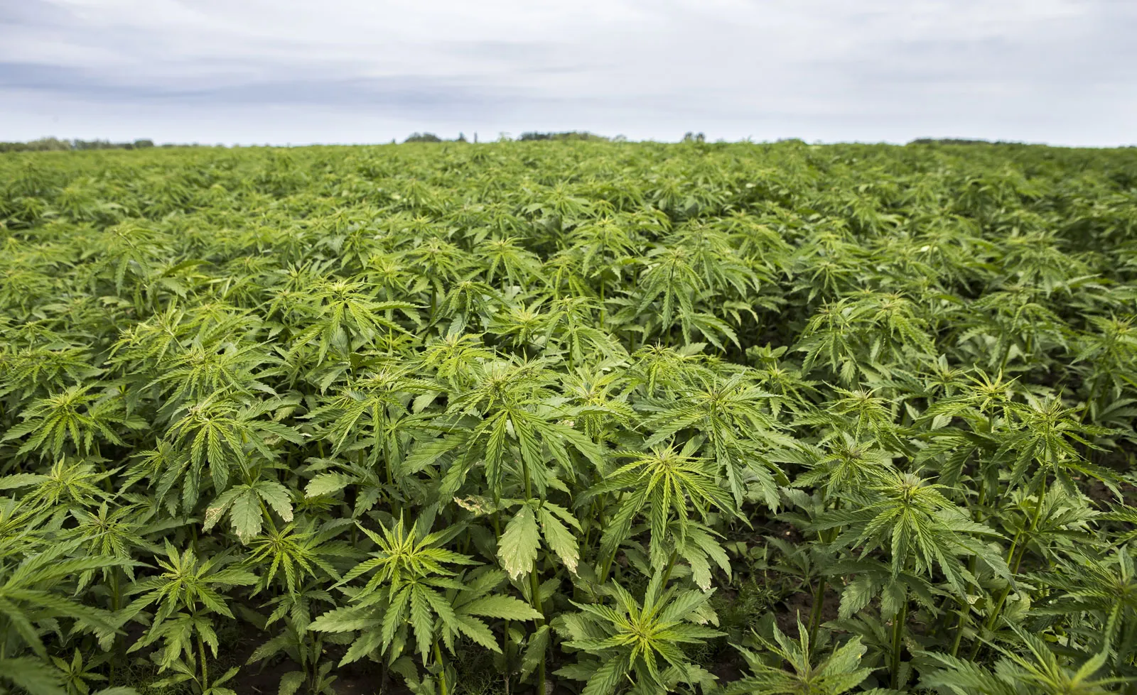 Accueil 3 Hemp plantation